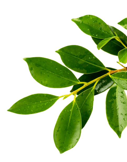 Tree Branch Leaves Image